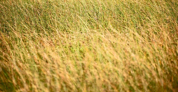 Abstraktes Gras wie Hintergrund verschwimmen lassen — Stockfoto