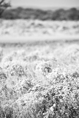 Güney Afrika'da kolza alanında kapat 