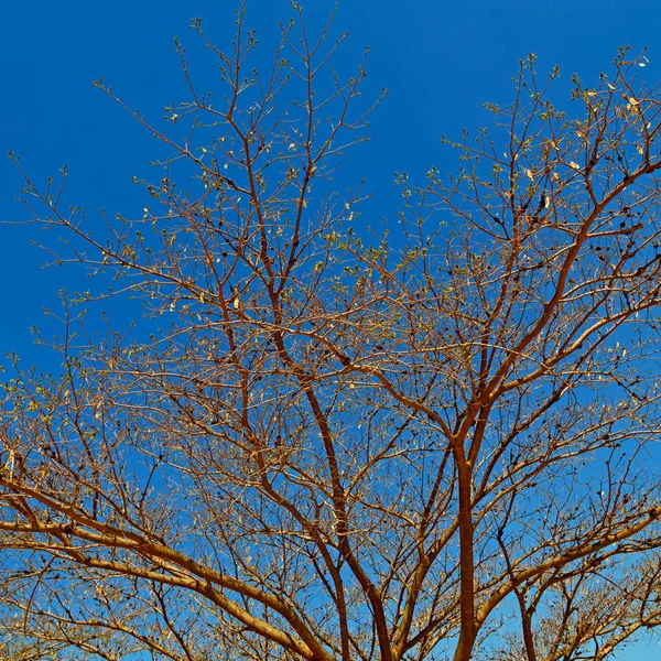 Planta e árvore no parque nacional — Fotografia de Stock