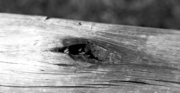 Αφηρημένη ξύλο closeup σαν υφή φόντου — Φωτογραφία Αρχείου