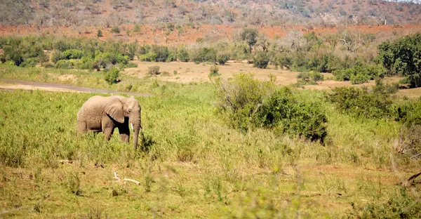 In Südafrika wilder Elefant — Stockfoto