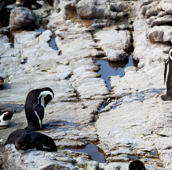 In Südafrika Wildtiere Natur Vögel und Felsen — Stockfoto