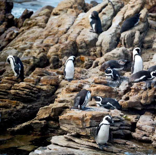 In Südafrika Wildtiere Natur Vögel und Felsen — Stockfoto