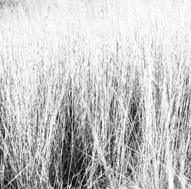 soyut çimenler gibi arka plan bulanıklık  