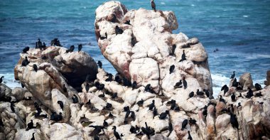 Güney Afrika yaban hayatı doğa kuşları ve kayalar