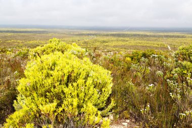 Güney Afrika'da kolza alanında kapat 