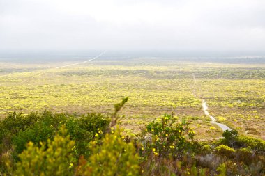 Güney Afrika'da kolza alanında kapat 