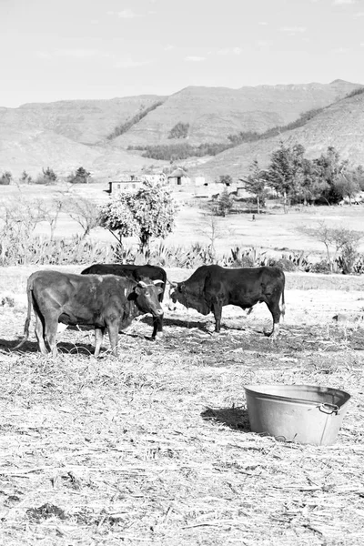 In lesotho     street village — Stock Photo, Image