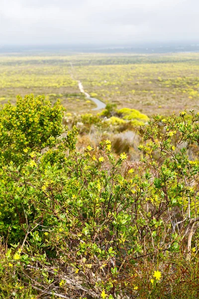Güney Afrika'da kolza alanında kapat 