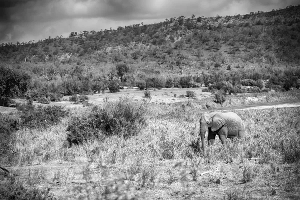 En Afrique du Sud éléphant sauvage — Photo