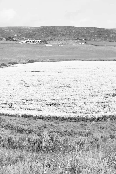 Na África do Sul perto do campo de colza — Fotografia de Stock