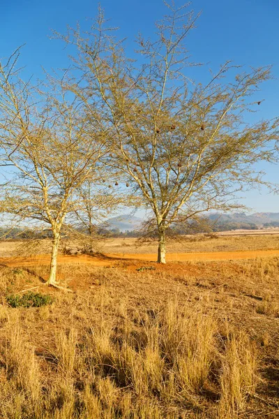 En la reserva natural de vida silvestre de Swazilandia — Foto de Stock