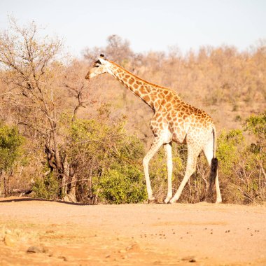 Güney Afrika yaban hayatı rezerv ve zürafa