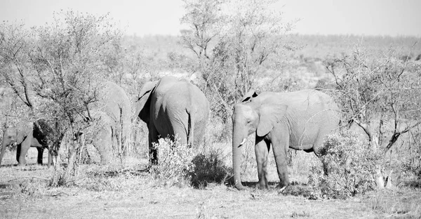 南アフリカの野生動物の自然保護区で象 — ストック写真