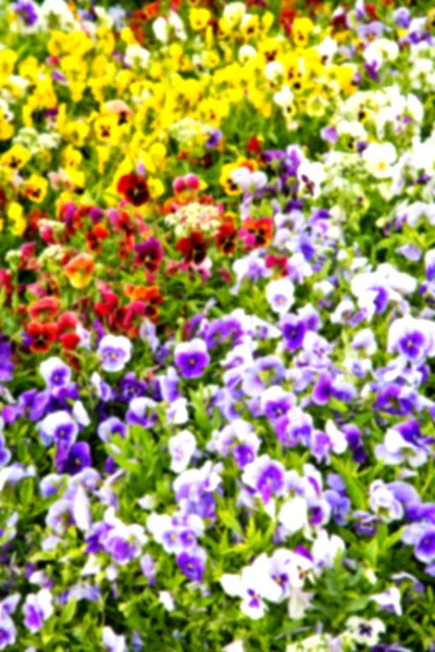 Die Blumen und der Garten — Stockfoto