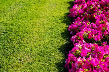 Umman çiçek ve bahar renkleri Bahçe  