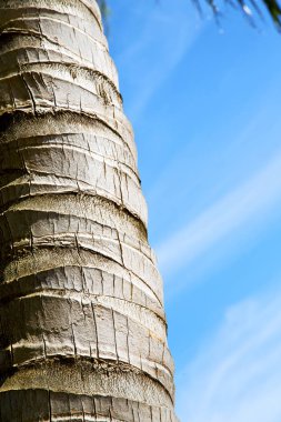  Kho tao bay Asya'da kabuk  