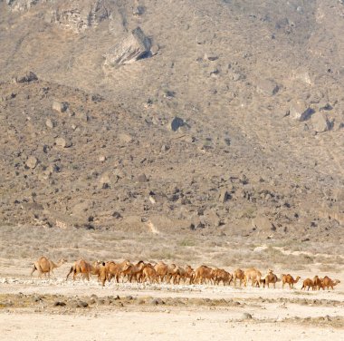 Umman ücretsiz dromedary  