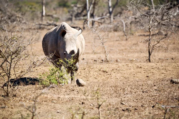 Na África do Sul reserva de vida selvagem e rinoceronte — Fotografia de Stock