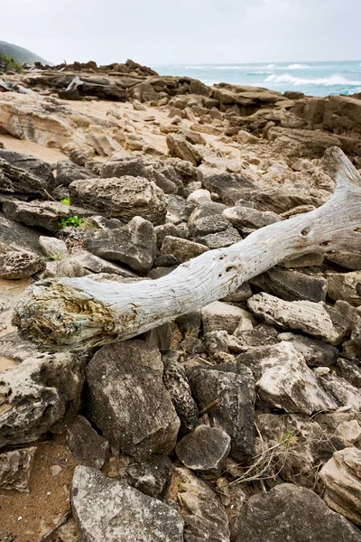 In south africa    branch dead  tree coastline — Stock Photo, Image