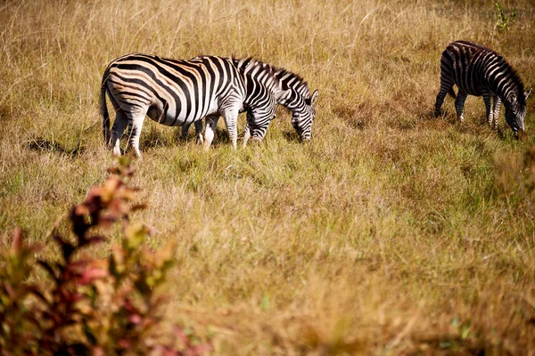 En Sudáfrica reserva natural de vida silvestre y cebra —  Fotos de Stock