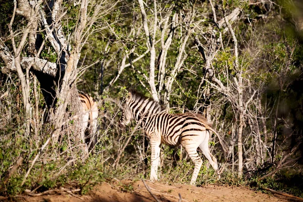 Na África do Sul reserva natural de vida selvagem e zebra — Fotografia de Stock