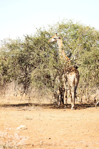 in south africa    wildlife   reserve and       giraffe