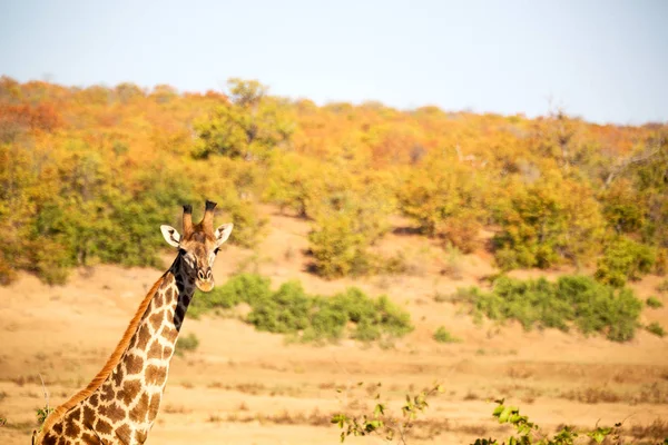 En Afrique du Sud réserve faunique et girafe — Photo