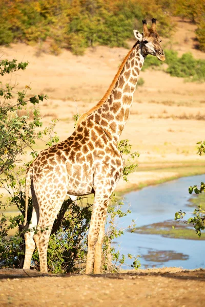 En Afrique du Sud réserve faunique et girafe — Photo