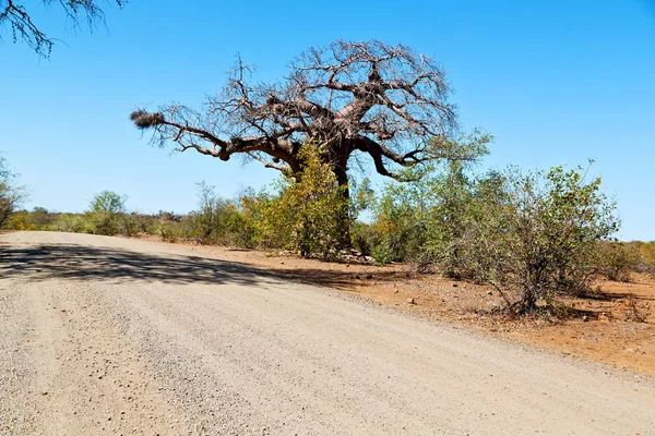 In south africa   street and baobab — Stock Photo, Image