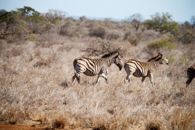   Güney Afrika yaban hayatı doğa rezerv ve zebra