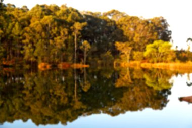   su Lirası göl ve ağaç yansıması