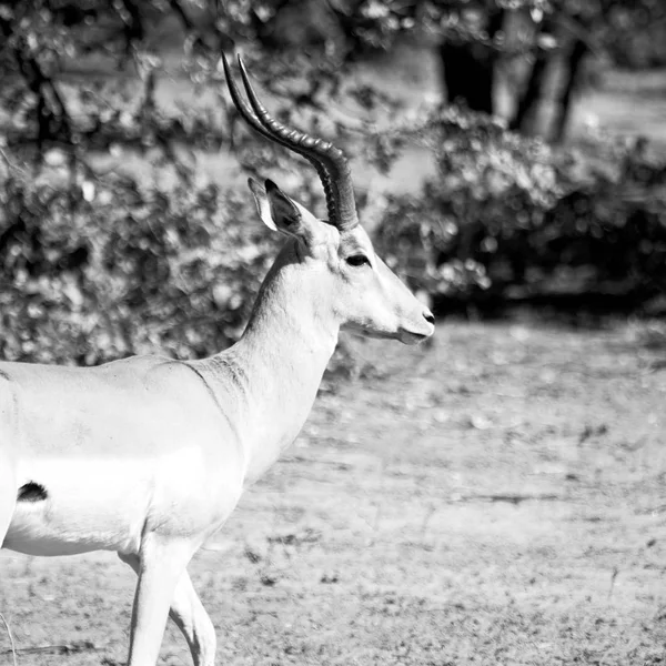 Impala selvagem no arbusto de inverno — Fotografia de Stock