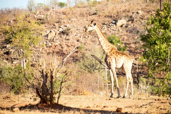 W RPA rezerwat przyrody i żyrafa — Zdjęcie stockowe