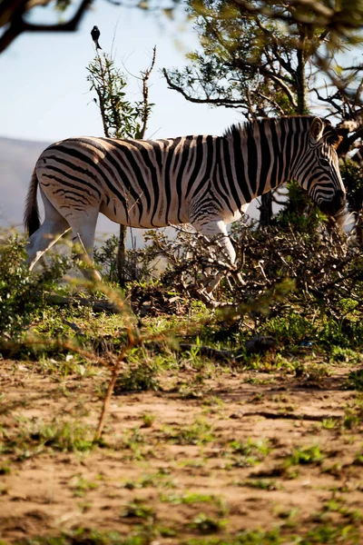 Na África do Sul reserva natural de vida selvagem e zebra — Fotografia de Stock