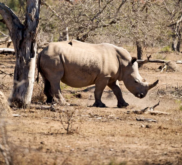 In south africa     wildlife     reserve and   rhinoceros — Stock Photo, Image