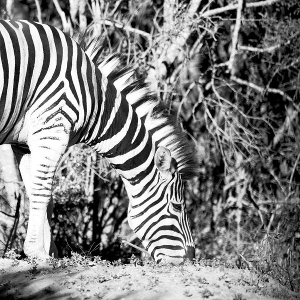 in south africa     wildlife  nature  reserve and  zebra