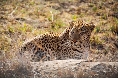  Güney Afrika kruger doğal park vahşi leopar 