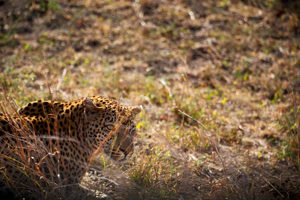 Στη Νότια Αφρική άγρια leopard φυσικό πάρκο Κρούγκερ — Φωτογραφία Αρχείου