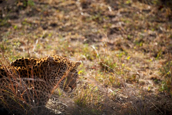 I Sydafrika kruger nationalpark vilda leopard — Stockfoto