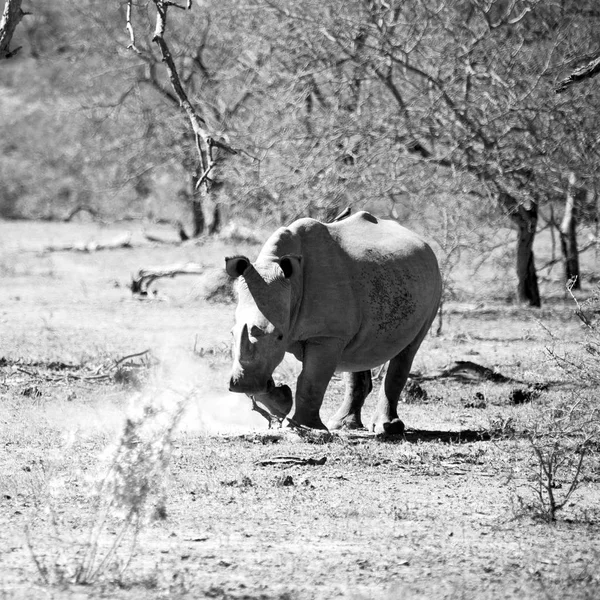 En Afrique du Sud réserve faunique et rhinocéros — Photo