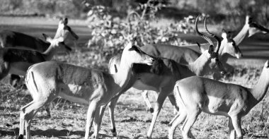  Kış ormanda vahşi Impala