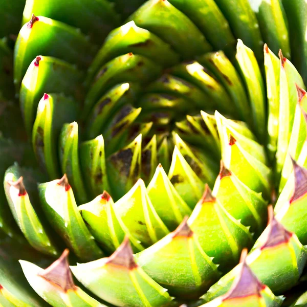 Abstraktní listový kaktus rostlin a světla — Stock fotografie