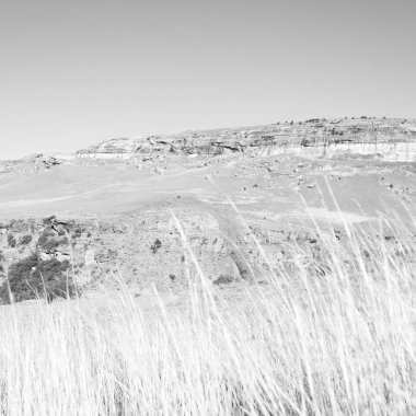   Güney Afrika'da kara çalı ve ağaç 