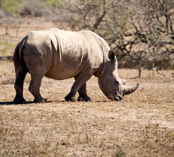 In south africa     wildlife     reserve and   rhinoceros — Stock Photo, Image