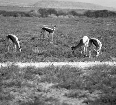  Kış ormanda vahşi Impala