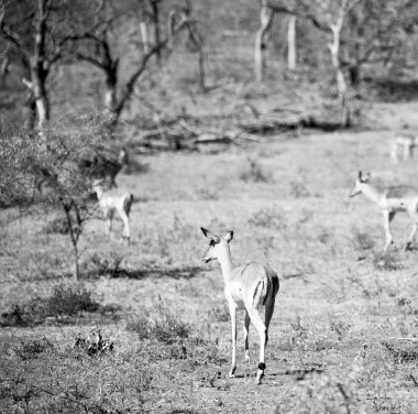  Kış ormanda vahşi Impala