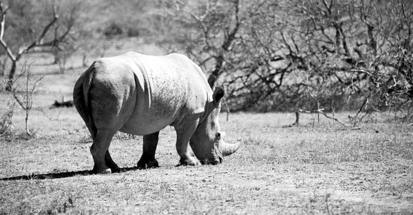 Na África do Sul reserva de vida selvagem e rinoceronte — Fotografia de Stock