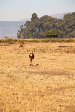  Kış ormanda vahşi Impala