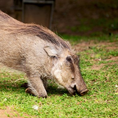  Güney Afrika yaban hayatı rezerv ve yaban domuzu